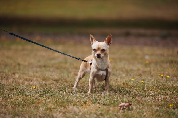 Creating a Cat-Friendly Outdoor Catio: A Guide for Cats with Mobility Challenges
