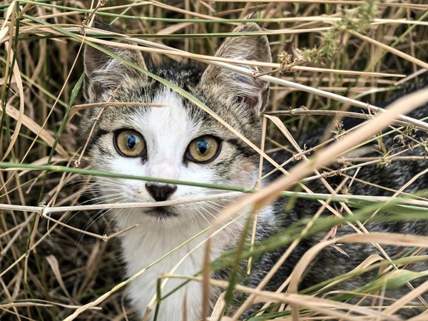 Discovering Local Wildlife: Engaging Educational Activities for UK Schools