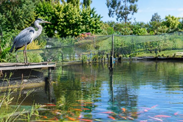 Effective Strategies to Protect Your Fish Pond from Herons and Other Predatory Threats