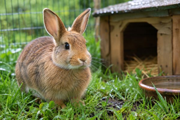 Essential Tips for Detecting and Preventing Flystrike in Outdoor Rabbits During Humid Conditions